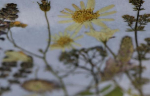 Einladung zur Freizeit für trauernde Geschwister 2025